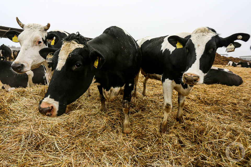 В Волгоградской области предприниматель «оживил» 630 кг говядины