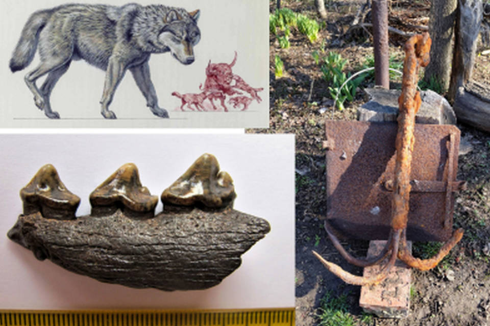 Волгоградский музей принял в дар челюсть ископаемого волка
