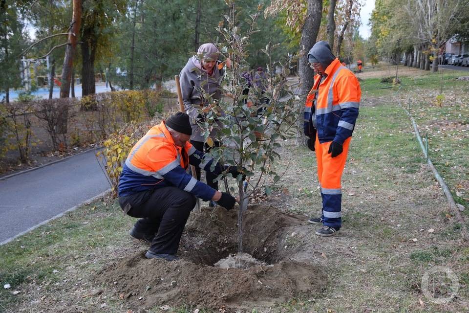 Миллион деревьев высадили в Волгоградской области