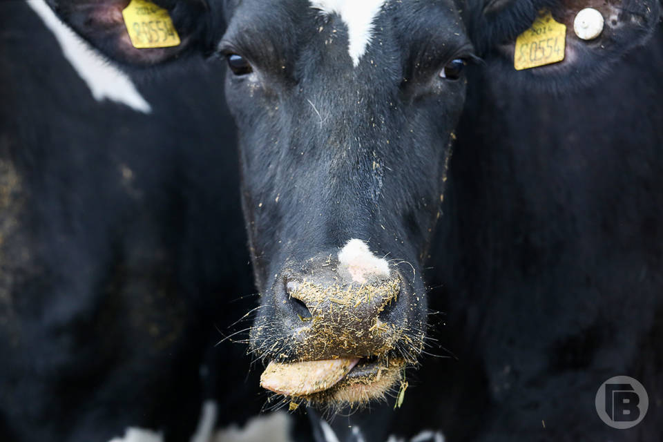 В Волгоградской области корова заразилась бешенством