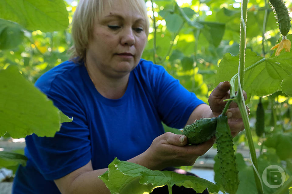 В Волгограде снизились цены на свежие огурцы, а свекла подорожала