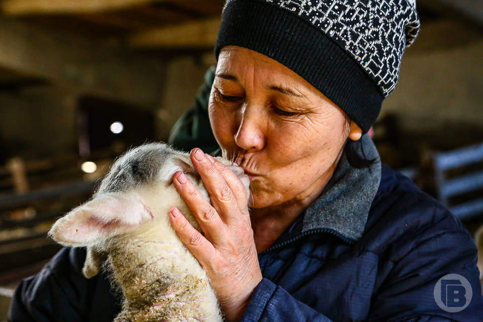 Волгоградских овец признали красотками на выставке в Дагестане