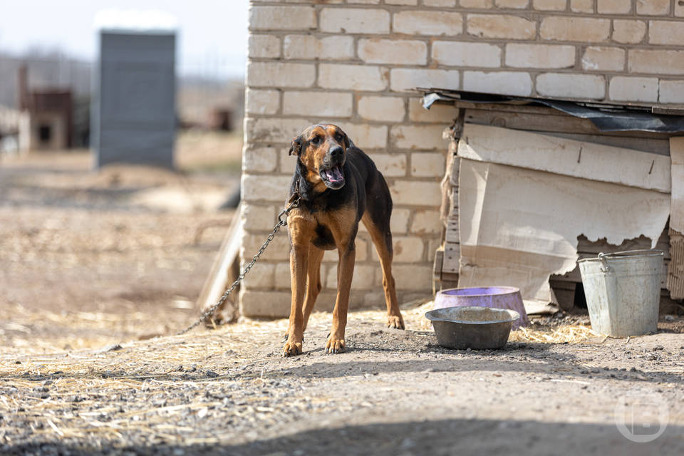 Суд накажет жителя Волгоградской области за экскурсию к собакам