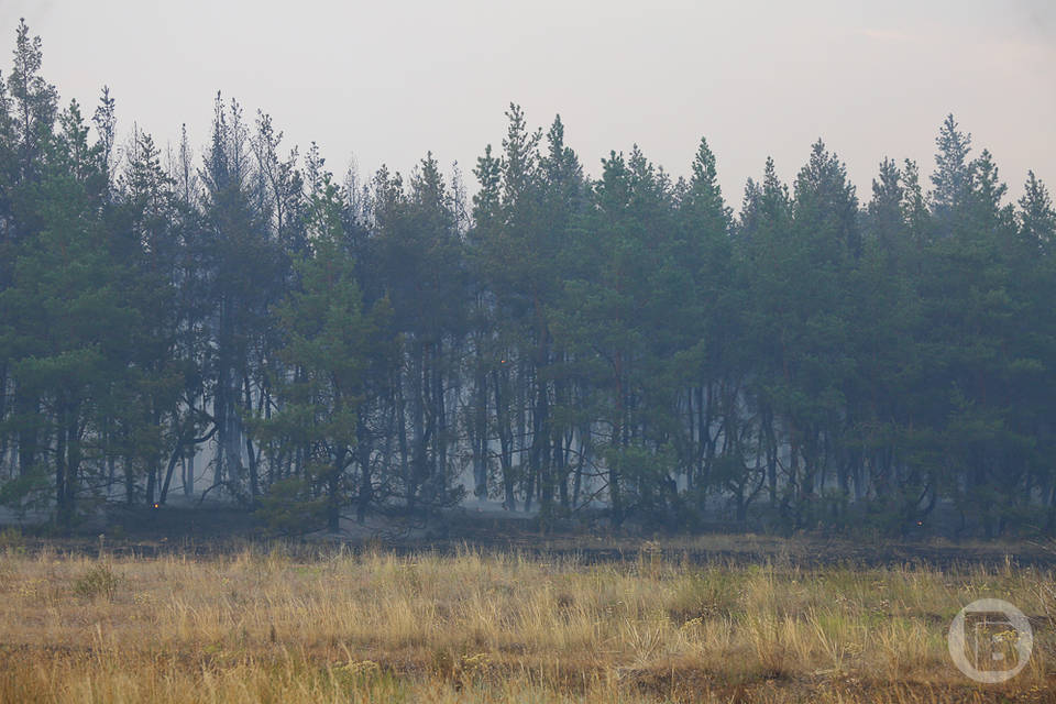 5 класс горимости леса объявлен в Волгоградской области