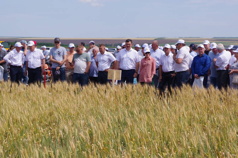 Эксперты оценили сорта озимой пшеницы для степных зон Волгоградской области