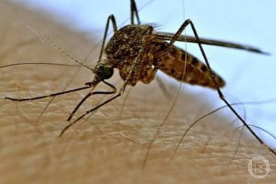 Кого кусают комары, рассказали ученые