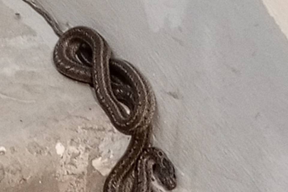 В подъезд жилого дома на юге Волгограда заползла змея