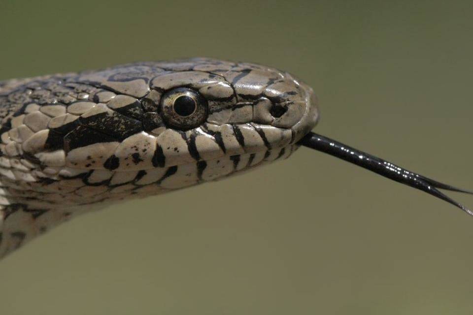 Экологи рассказали, какие змеи водятся в Волго-Ахтубинской пойме