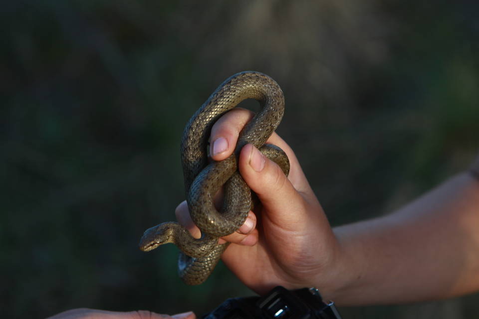 Какие змеи обитают в Волго-Ахтубинской пойме, рассказали волгоградские экологи