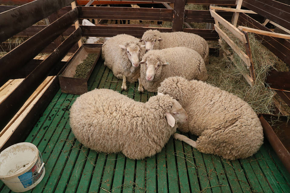 В Волгоградской области выводят новые внутрипородные типы мясных овец