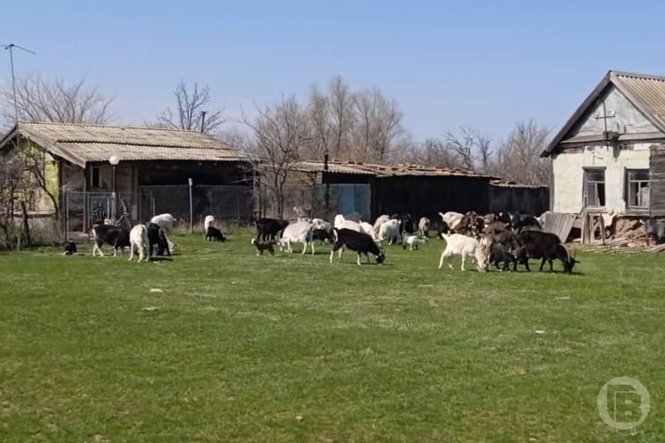 В Волгоградской области ищут хозяина заблудившихся коз