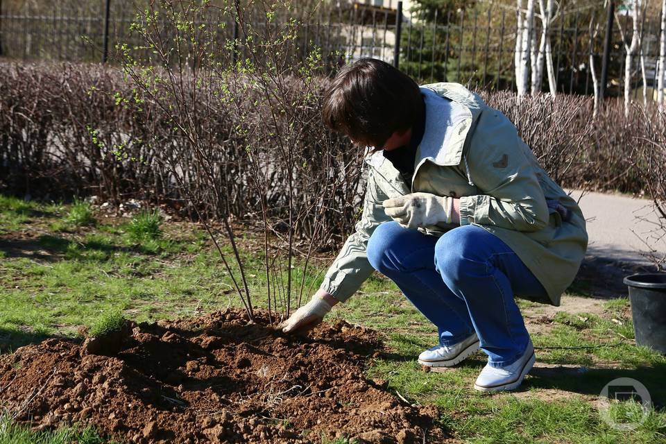 В Волжском Волгоградской области планируют высадить более 11 тысяч деревьев и кустарников