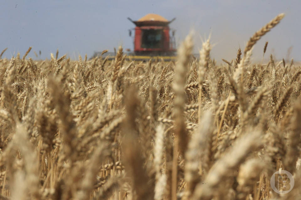 Волгоградские аграрии наращивают экспорт сельхозпродукии