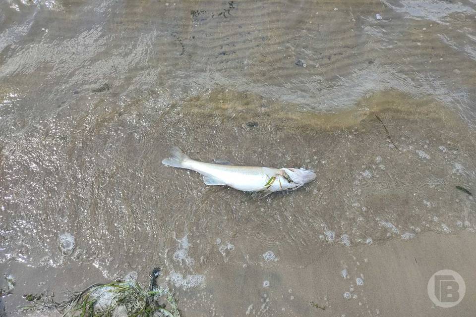 Волгоградцы обсуждают мор рыбы в покрасневшем водоеме