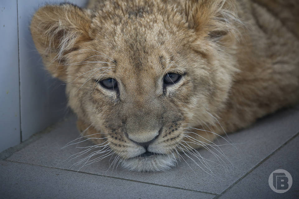 Загадочно пропавшего льва ищут в волгоградском зооцентре