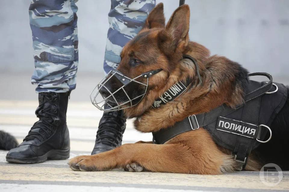 Двое волгоградцев ответят за насилие над полицейскими