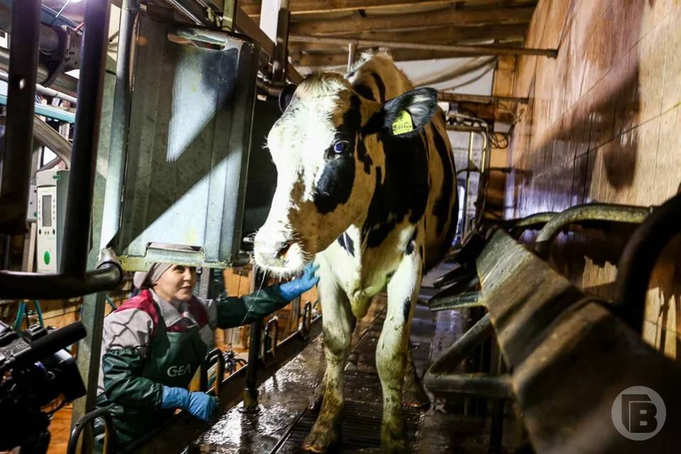 Больше молока стали давать коровы в Волгоградской области