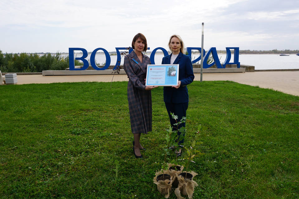 Сталинградские тополя высадят в сквере Ставрополя