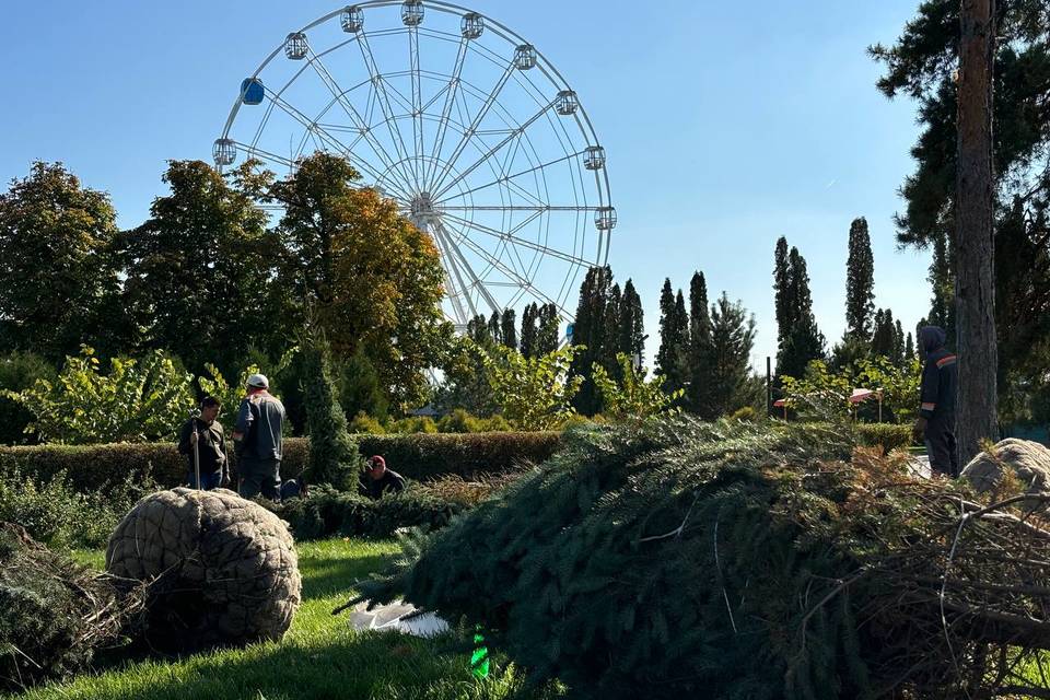 100 крупномерных деревьев высадят осенью в ЦПКиО Волгограда