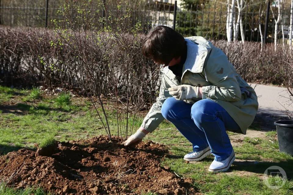 На севере Волгограда работники культуры высадили более 40 деревьев