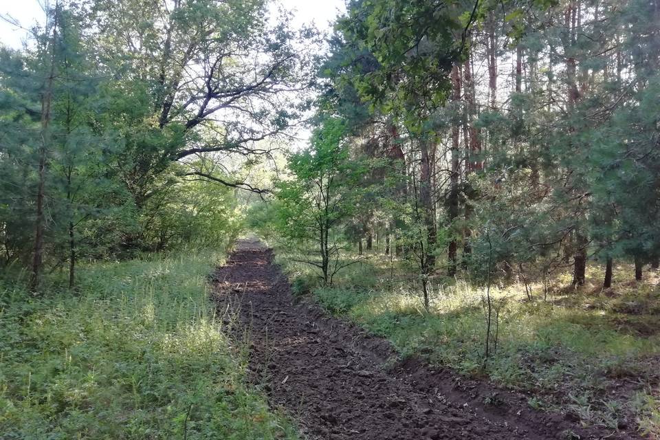 В старополтавском лесничестве Волгоградской области отменен карантин