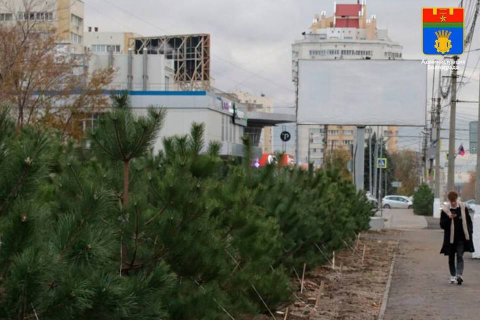 В Волгограде на Жукова завершают озеленение