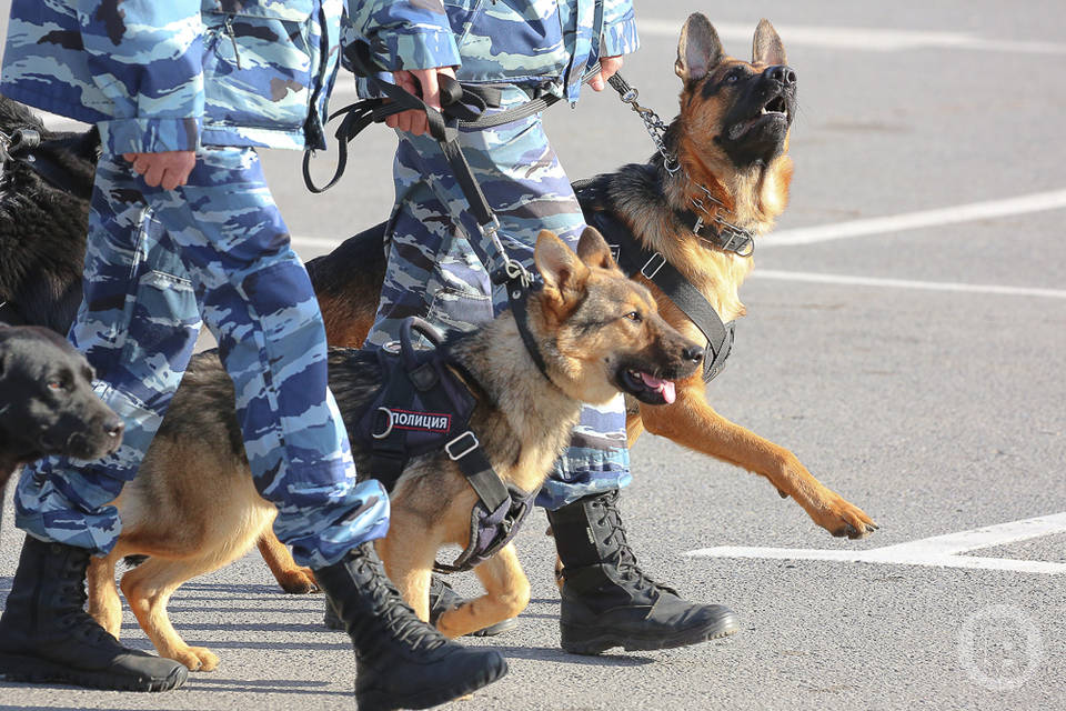 В Волгограде генералы поздравили полицейских с праздником