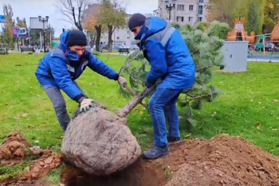 В Волгограде сквер "Мы вместе" украсили шаровидные сосны