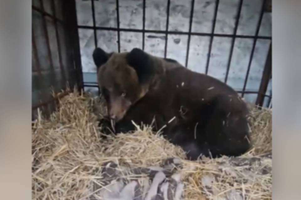 В волгоградском "Дино" спасают медведя Мишу