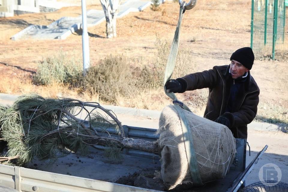 В Волгограде высаживают крымскую сосну вдоль улицы Рокоссовского