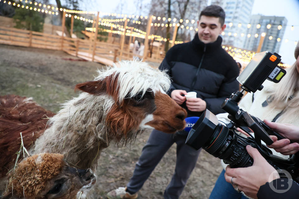 «Плюшевые» альпаки поселились в ЦПКиО Волгограда