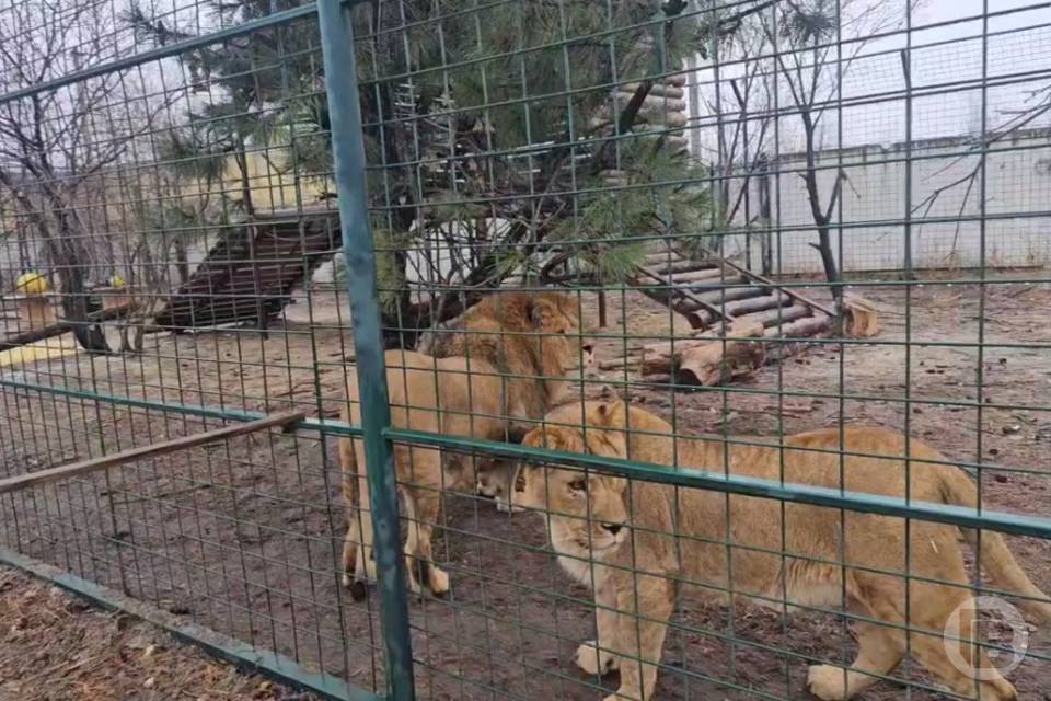 Двух львов доставили в Волгоград из Северной Осетии