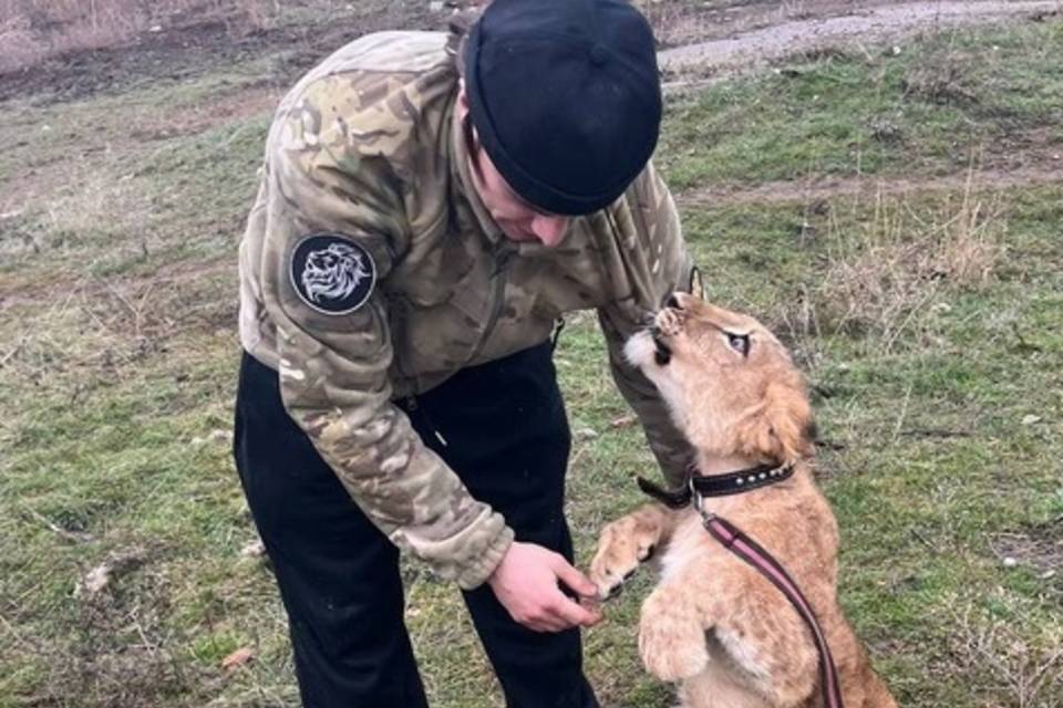 В Волгограде поселился девятый львенок, выкупленный в Дагестане