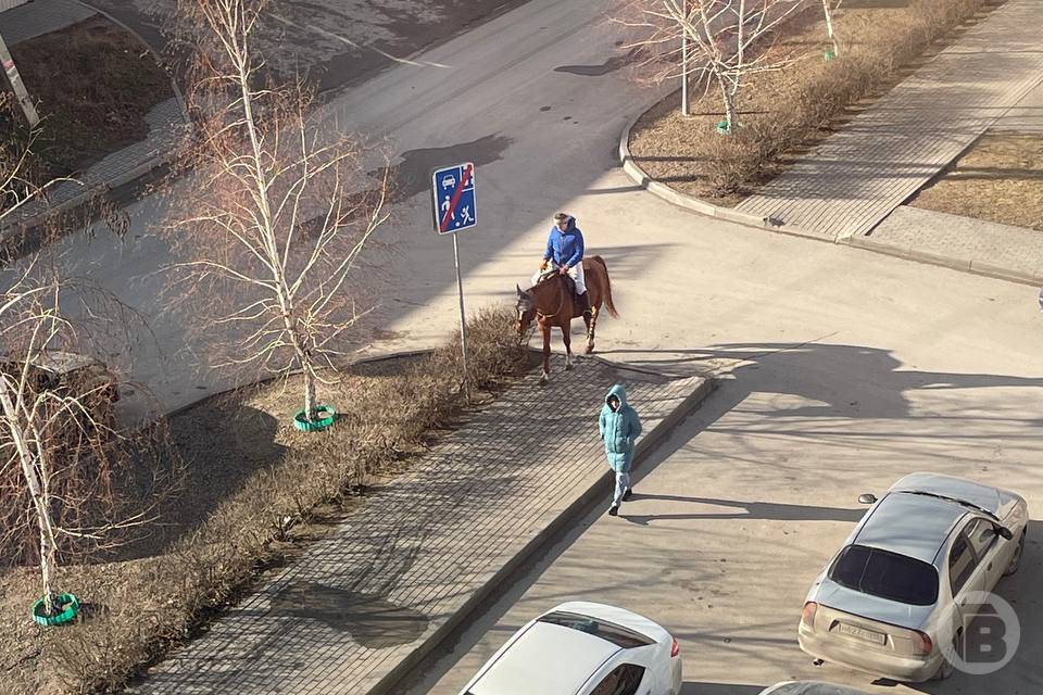 Мужчину на коне заметили во дворе в Волгограде