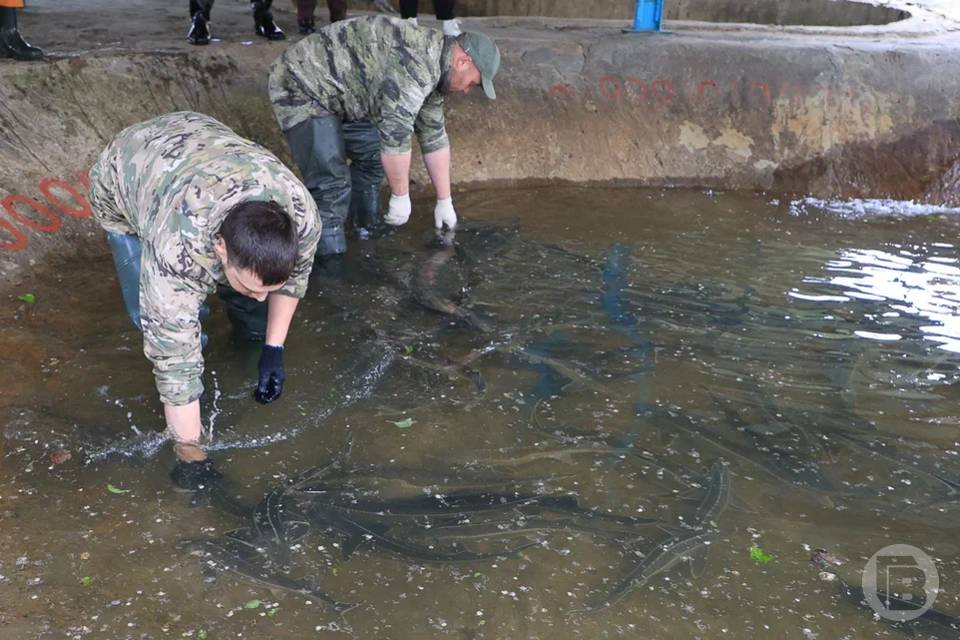 Волгоградские рыбохозяйственные предприятия готовятся к модернизации