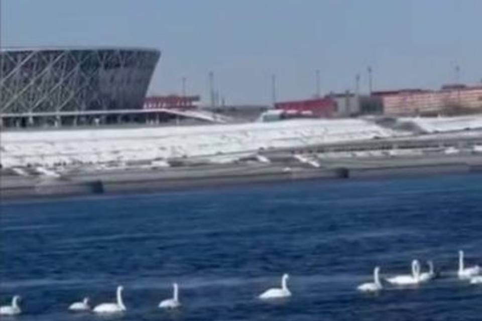 В Волгограде на Волге поселилась стая лебедей