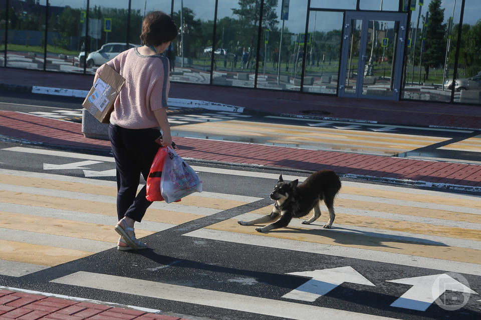 Волгоградцы в 2 раза чаще жалуются на нападение бродячих собак