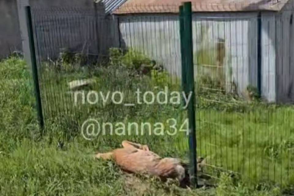 Мертвую косулю нашли в центре Новоаннинского в Волгоградской области
