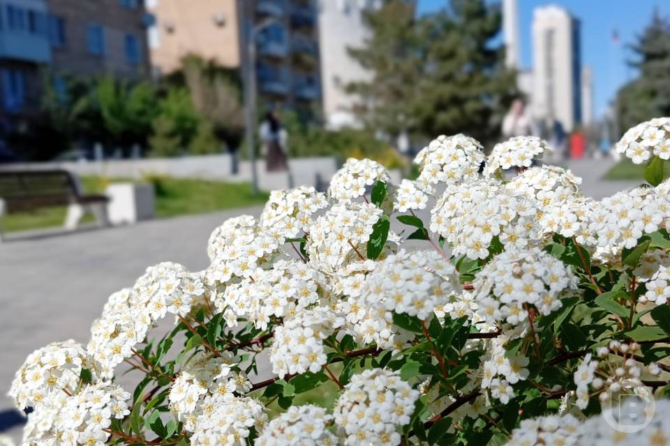 Дождь в Волгограде 9 Мая: как изменится погода на праздник