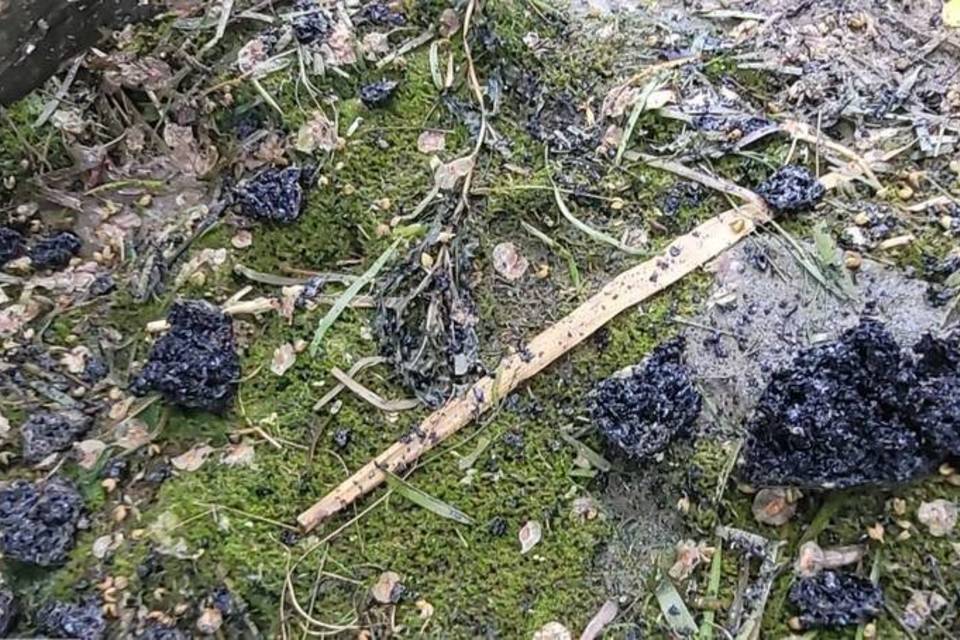 Под Волгоградом в акватории Волги нашли гигантское пятно мазута