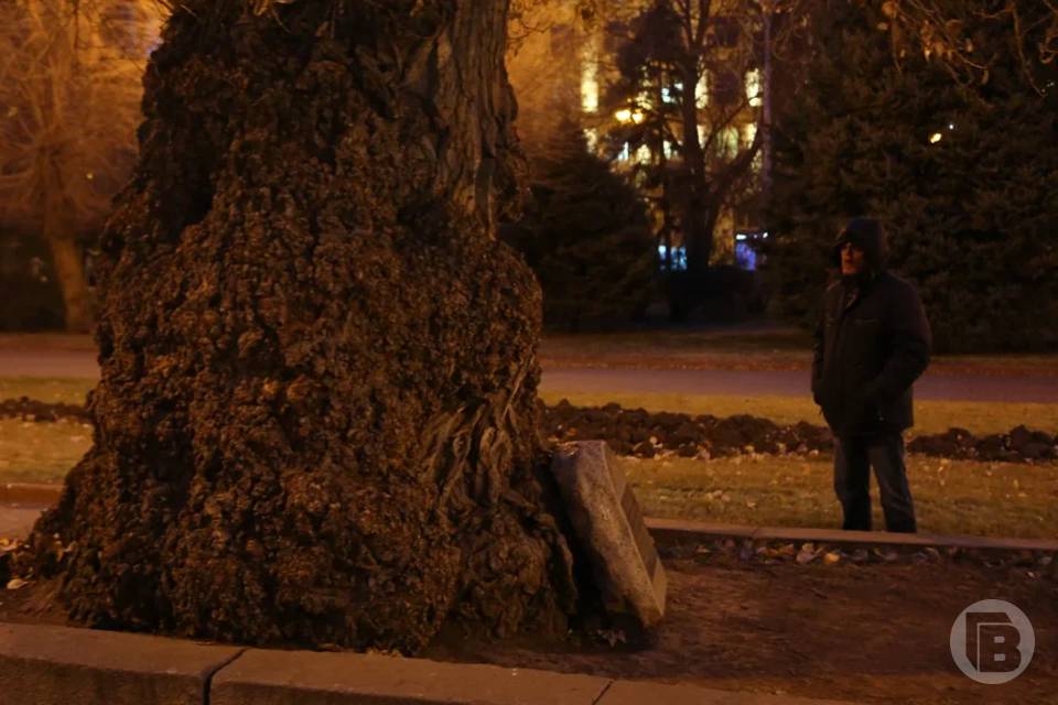 Потомок легендарного волгоградского тополя высажен на Поклонной горе