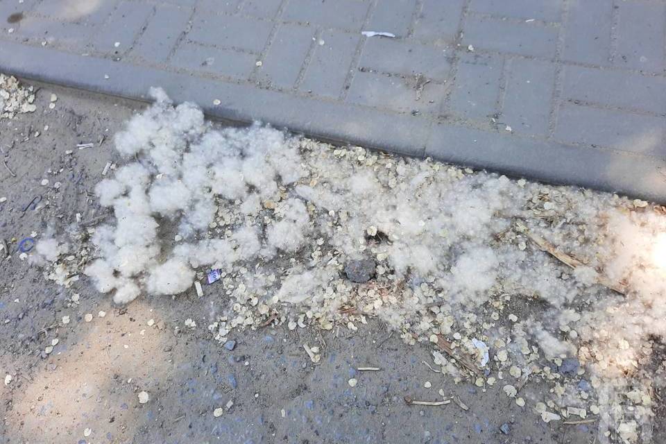Тополиный пух атакует Волгоградскую область: почему это опасно