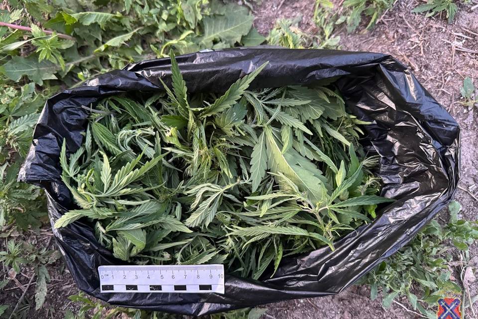 Двое жителей Камышина попались на хранении марихуаны