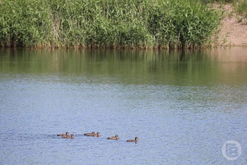 В Волгоградской области нашли опасный водоем