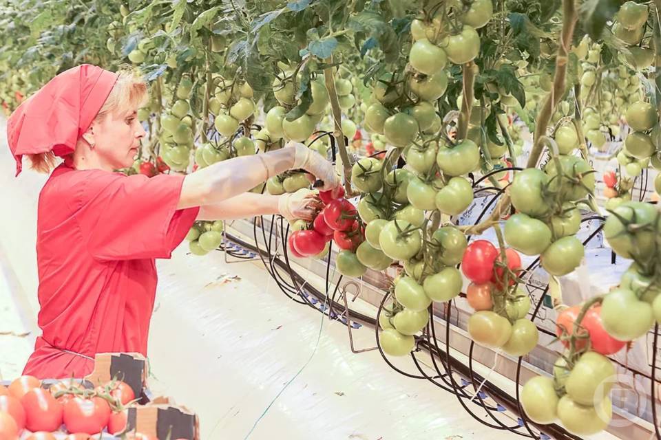 В Волжском теплицы «Овощевода» находятся на карантине