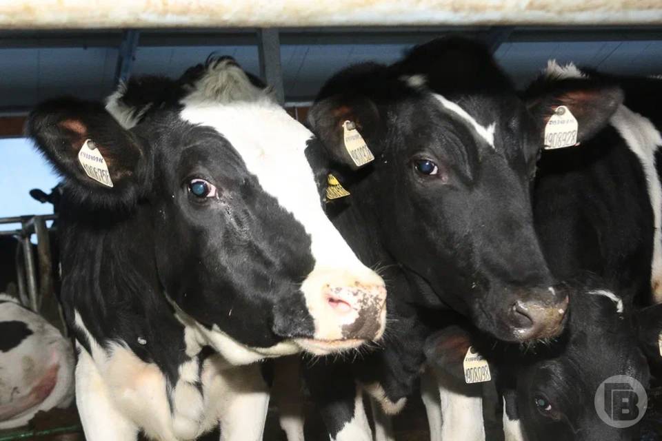 65 тонн молочной продукции отправлено из Волгоградского региона в Казахстан