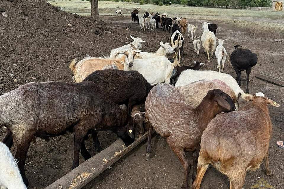 Под Волгоградом поймали грабителя скота