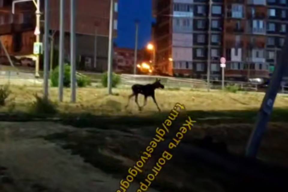 На юге Волгограда во дворах многоэтажек заметили лося