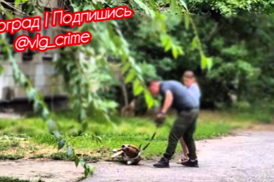 Волгоградцы обсуждают избиение собаки мужчиной