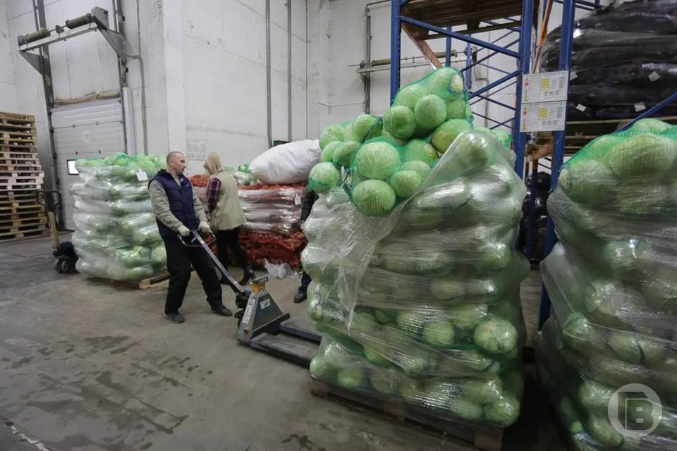 Уборка овощей в Волгоградском регионе идет опережающими темпами